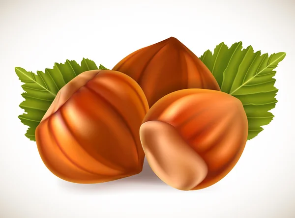 Filbertnötter med blad. vektor illustration. — Stock vektor