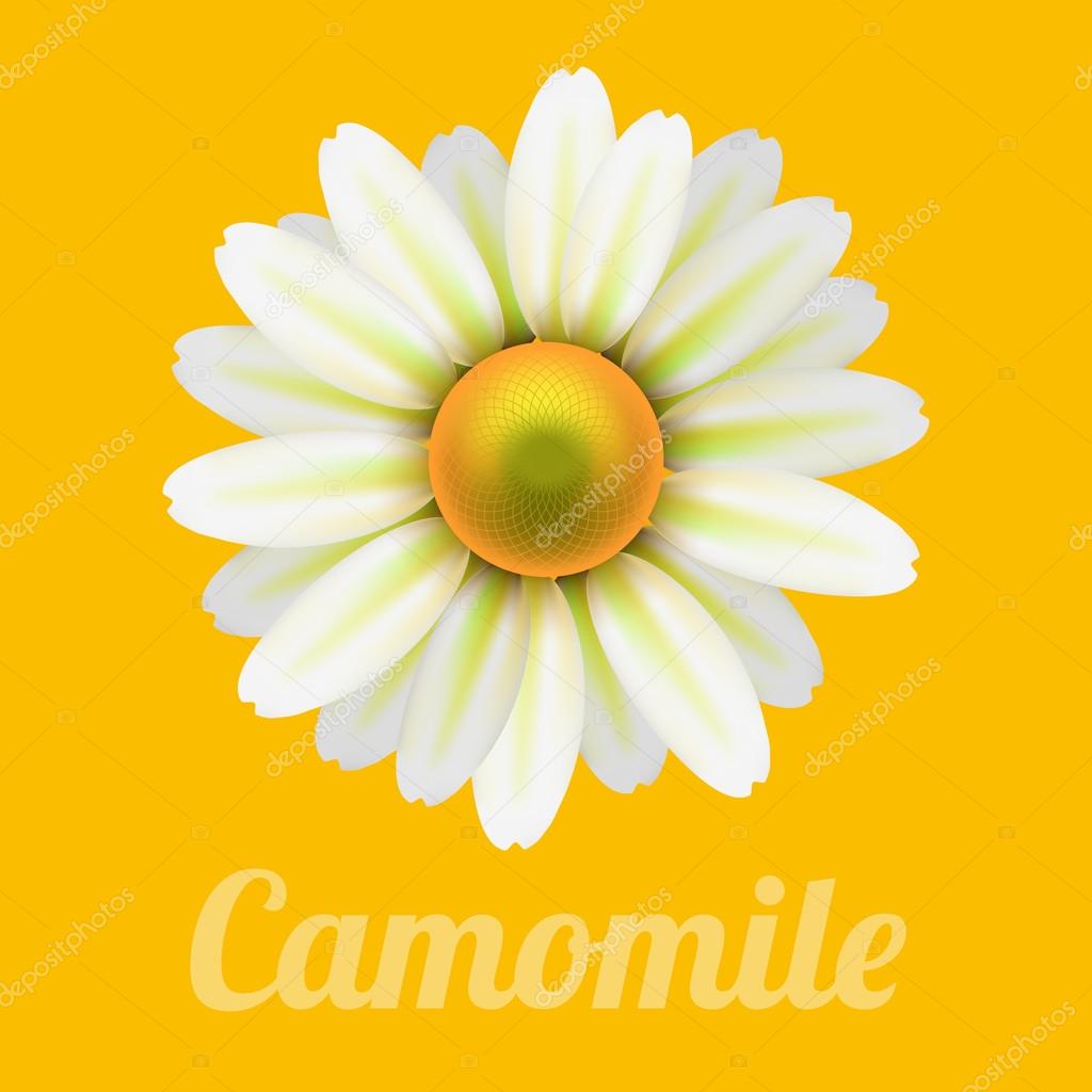 Beautiful daisy flower camomile. 
