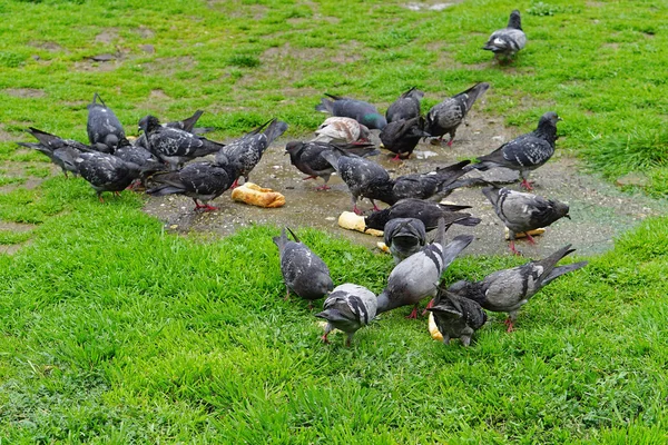 Park güvercin besleme