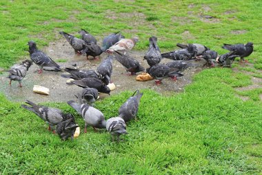Parkta besleme güvercinler