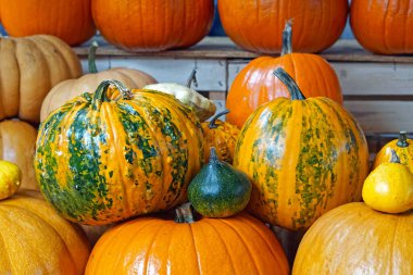Ekim ayı pazarında kabak ve kabak.
