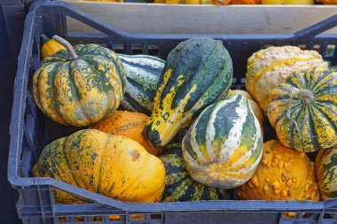 Sonbaharda süs kabakları sandıkta kabak.