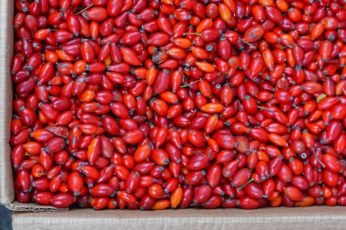 Sweetbrier kalça büyük demet meyve çilek