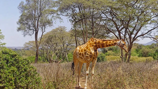 Wild animal giraffe in Africa safari