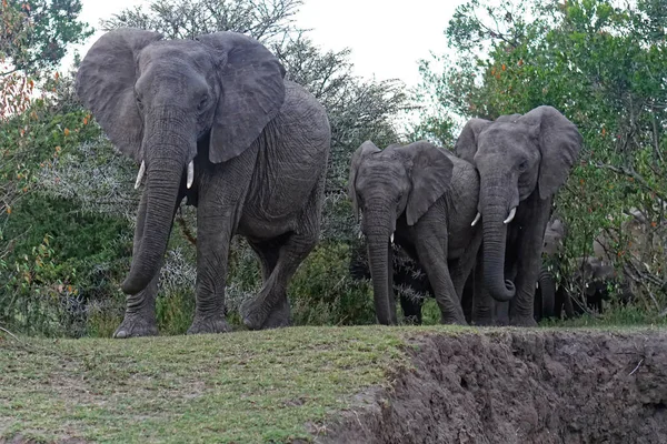 Familia Elefantes Manada África — Foto de Stock