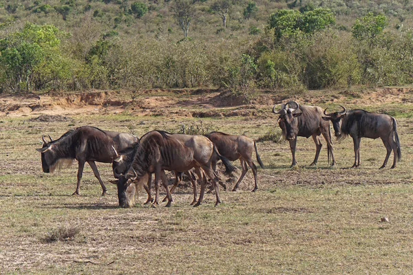 Manada Gnus Pastando África — Fotografia de Stock