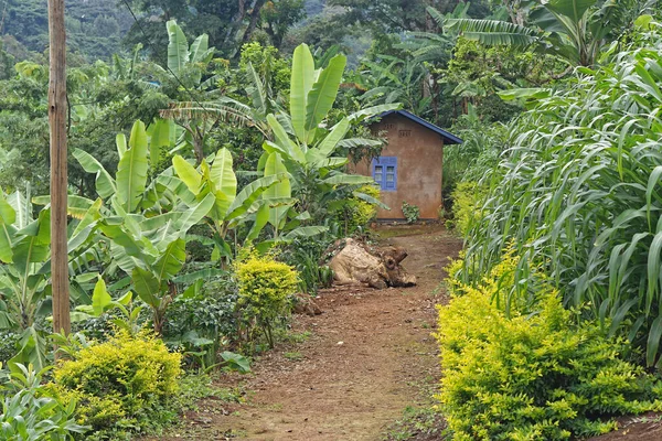 Hut Huis Verborgen Jungle Van Oost Afrika — Stockfoto