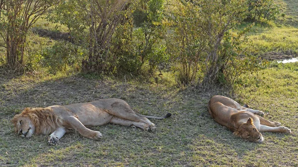 Лев Львица Спят Тени Кенийского Сафари — стоковое фото