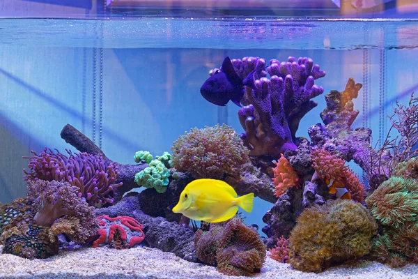 Mercan akvaryumunda sarı akvaryum balığı