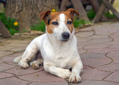 Çok yaşlı Jack Russel teriyeri kaldırımda evcil bir köpek.