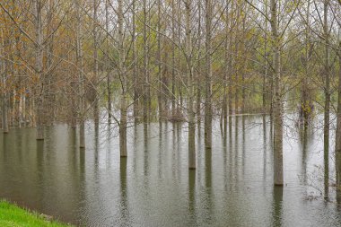 İlkbaharda ormanlık alanda büyük nehir taşar.