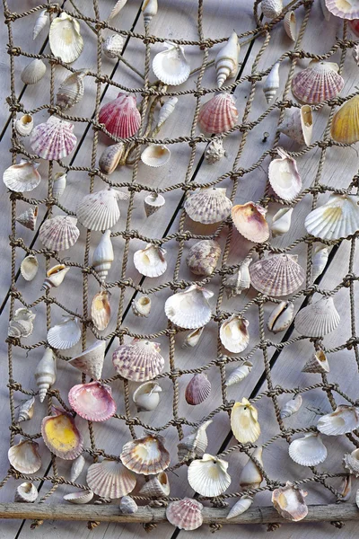 Decoração conchas do mar — Fotografia de Stock