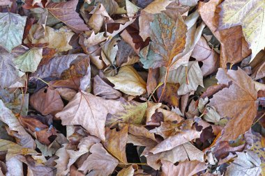 sonbahar yaprakları yaprakları