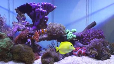 Tuzlu su resif akvaryumu
