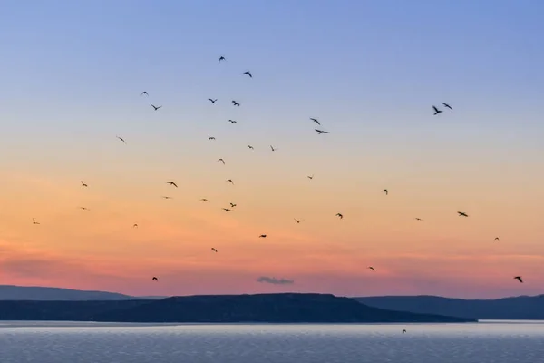 Siluet Burung Langit Selama Matahari Terbenam — Stok Foto