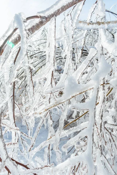 被冰覆盖的树枝 — 图库照片