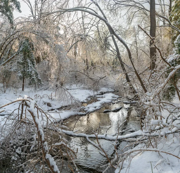Winterwald Mit Schnee Und Waldfluss Bedeckt — Stockfoto