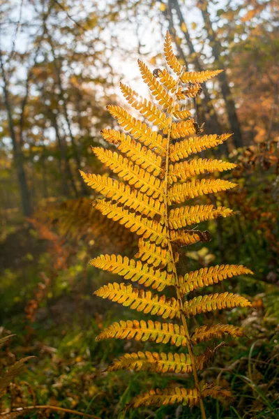 秋天的黄蕨叶在森林里 — 图库照片