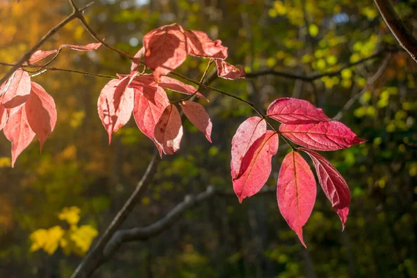 Ramas Árbol Con Hojas Rojas Otoño Iluminadas Por Sol — Foto de Stock