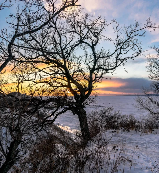 Winterlandschaft Silhouette Eines Baumes Vor Dem Hintergrund Des Sonnenuntergangs — Stockfoto