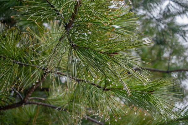 雨滴と松の木を閉じます — ストック写真