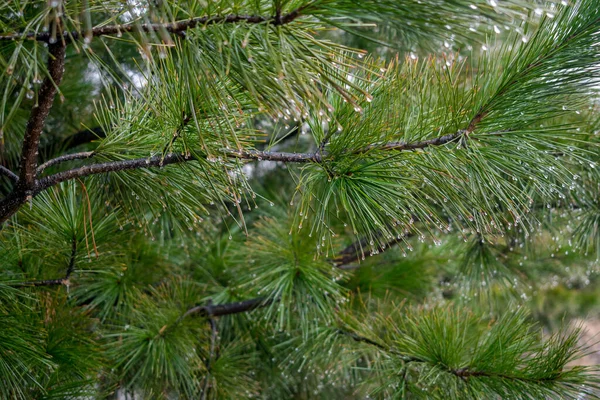 Pine Tree Close Raindrops — Stock Photo, Image