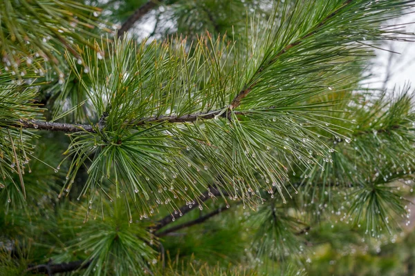 Pine Tree Close Raindrops — Stock Photo, Image