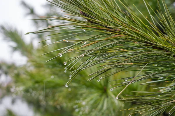 雨滴と松の木を閉じます — ストック写真