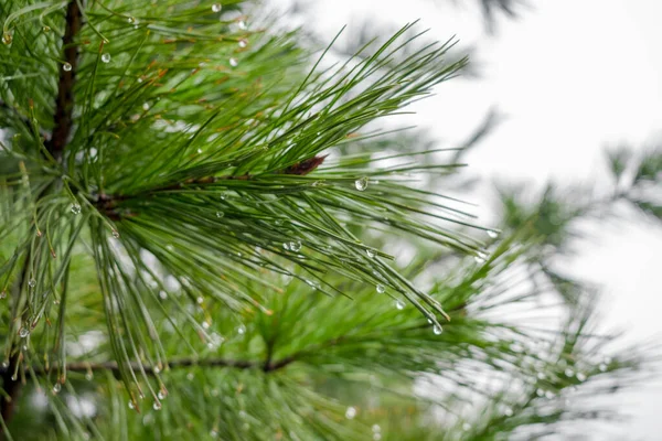 Pine Tree Close Raindrops — Stock Photo, Image