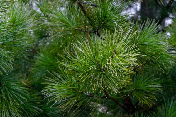 Pine Tree Close Raindrops — Stock Photo, Image