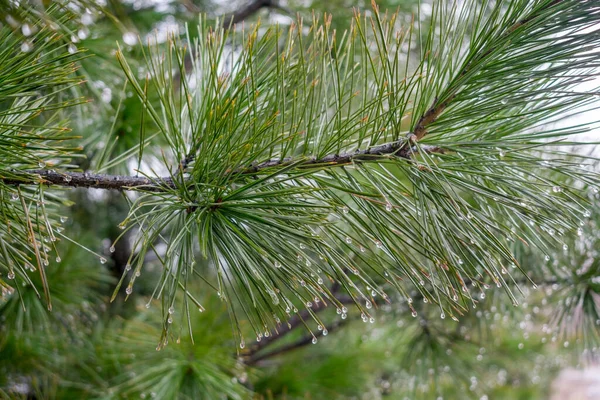 빗방울로 소나무 — 스톡 사진