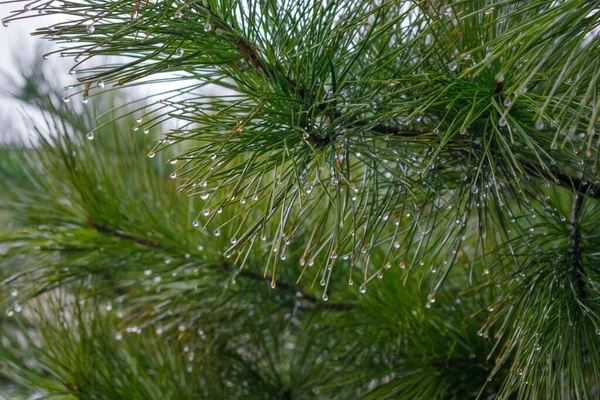 Pine Tree Close Raindrops — Stock Photo, Image