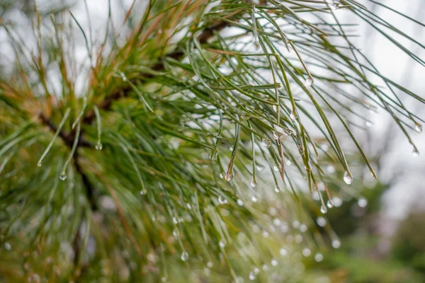 雨滴と松の木を閉じます — ストック写真