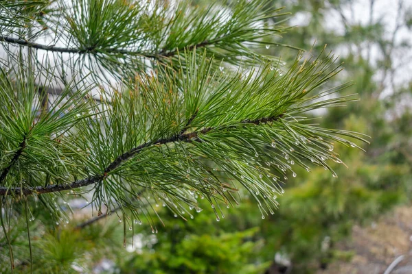 雨滴と松の木を閉じます — ストック写真