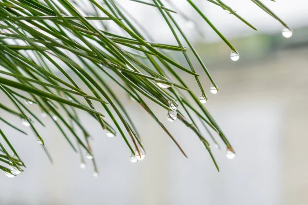 雨滴と松の木を閉じます — ストック写真