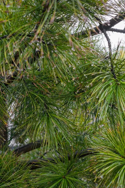 Pine Tree Close Raindrops — Stock Photo, Image