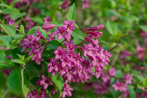 ブッシュの緑の葉の間のピンクの花 — ストック写真