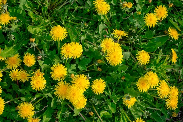草の中の黄色のタンポポは — ストック写真