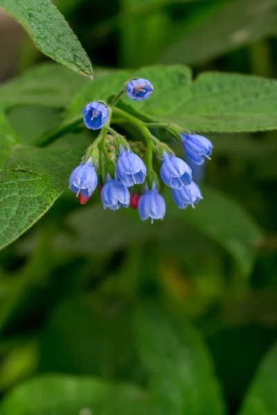 Blue Flowers Bells Blurred Green Background — Stock Photo, Image