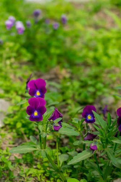 Culottes Violettes Parmi Herbe Verte — Photo
