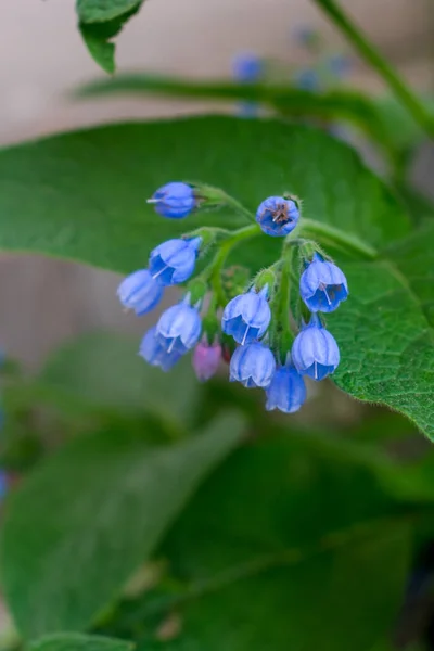 青い花の鐘の背景がぼやけている — ストック写真