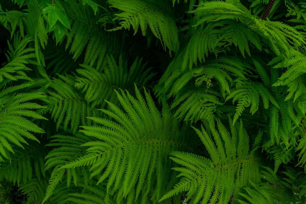 Molte Foglie Felce Lussureggiante Verde — Foto Stock