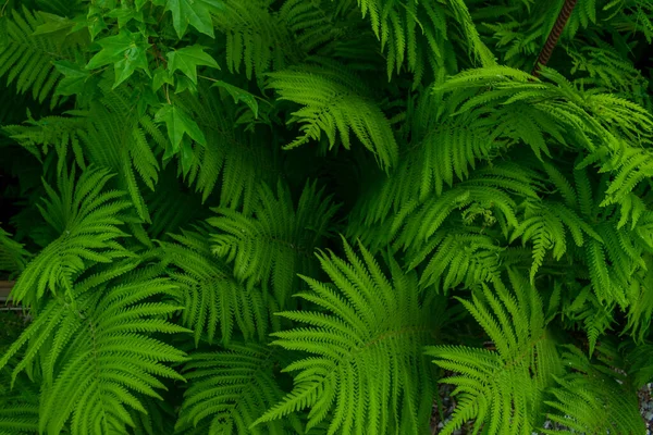 Fern Zielone Liście Tekstury — Zdjęcie stockowe