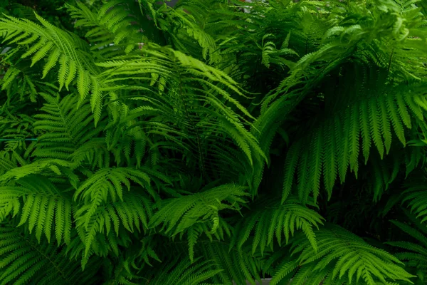 Muitas Folhas Samambaia Exuberantes Verdes — Fotografia de Stock