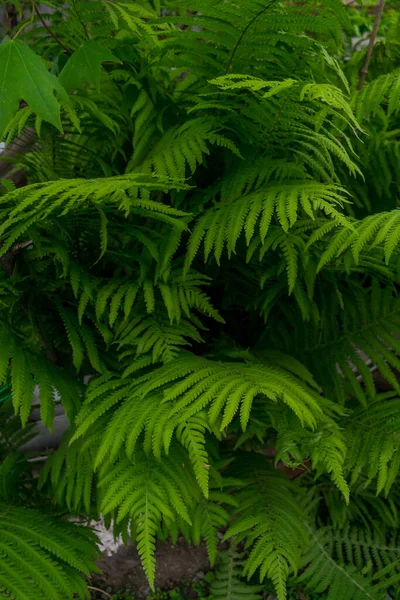 Molte Foglie Felce Lussureggiante Verde — Foto Stock