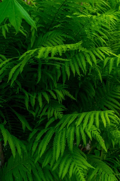 Många Gröna Frodiga Ormbunksblad — Stockfoto