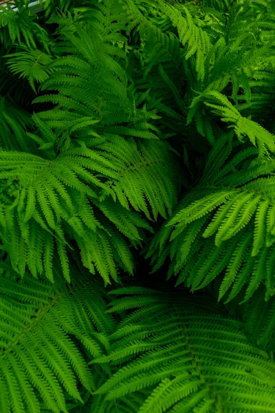 Много Зеленых Листьев Папоротника — стоковое фото