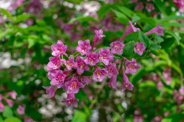 Dzikie Różowe Kwiaty Gałęziach — Zdjęcie stockowe