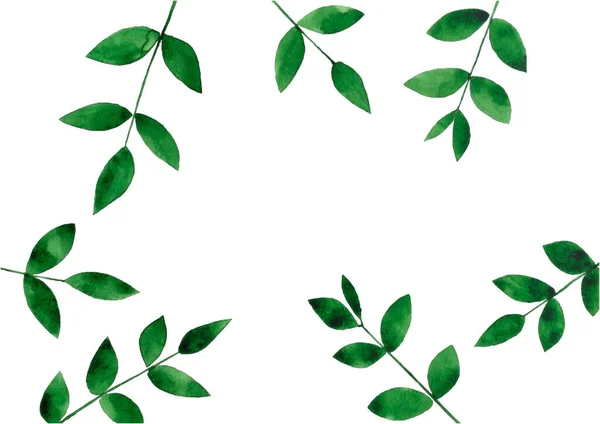 Каркас Зеленого Листя Пофарбованого Акварель Білому Тлі — стокове фото