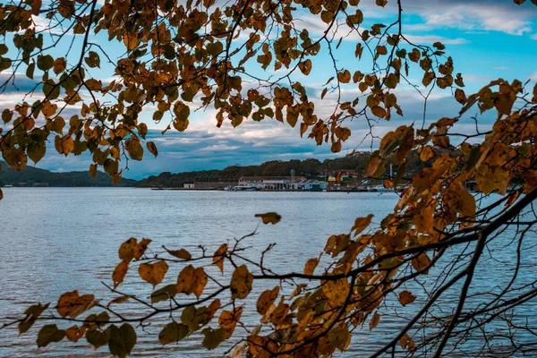 Осенние Листья Ветвях Фоне Моря — стоковое фото